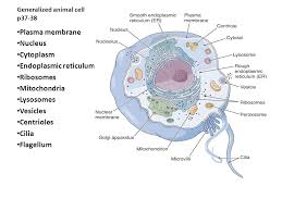 Check spelling or type a new query. Chap 3 Cells And Their Functions Ppt Video Online Download