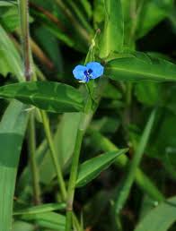 Image result for Commelina nyasensis