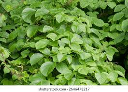 Image result for Cayratia ibuensis