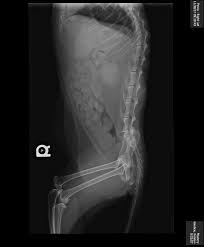 Fundraiser by Katelyn Giudice : Help Save Mystery the Cat