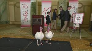 Maybe you would like to learn more about one of these? Turkey Pardon 2019 Meet The Two Birds To Go To The White House Wbir Com