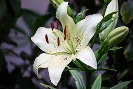 Those born under the sign of cancer are known to be funny, sweet, good natured and easy to get along with. Cancer What Are The Perfect Zodiac Flowers For This Sign