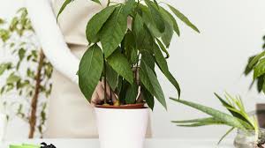Image result for ficus benjamina en casa