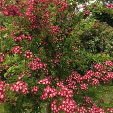 Crataegus laevigata 'crimson cloud' crimson cloud hawthorn zone: Crataegus Laevigata Crimson Cloud Crimson Cloud English Hawthorne In Gardentags Plant Encyclopedia
