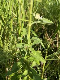 Image result for Hyptis