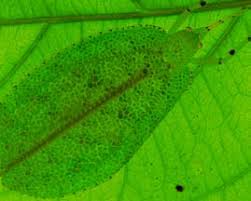 Image result for Cyphostemma obovato-oblongum