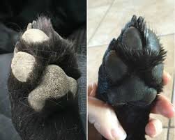 Time For A Pawdicure Dog Paws Diy Dog Stuff Dogs