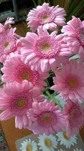1bb181b8c7580cfd22c48453031395a4 Jpg 540 960 Pixels Beautiful Pink Flowers Love Flowers Pink Flowers