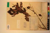 Image result for Searsia longipes