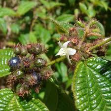 Image result for Craterostigma hirsutum