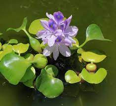 We did not find results for: Mengangkat Martabat Enceng Gondok Tokoh Inspiratif