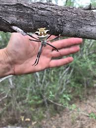 Young spiders can survive a frost, but that hardiness diminishes with age. South Texas What In Tarnation Is This Giant Spiders