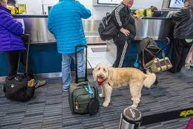 Maybe you would like to learn more about one of these? Flying With An Emotional Support Animal Esa What You Need To Know