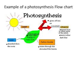 Photosynthesis Sketch At Paintingvalley Com Explore