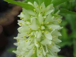 Image result for Eucomis zambesiaca