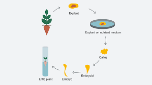 Single cells can also be obtained from plant organs (explants) particularly from leaf either by mechanical or enzymatic (pectinase solutions) means. Download Pdf Plant Cell And Tissue Culture