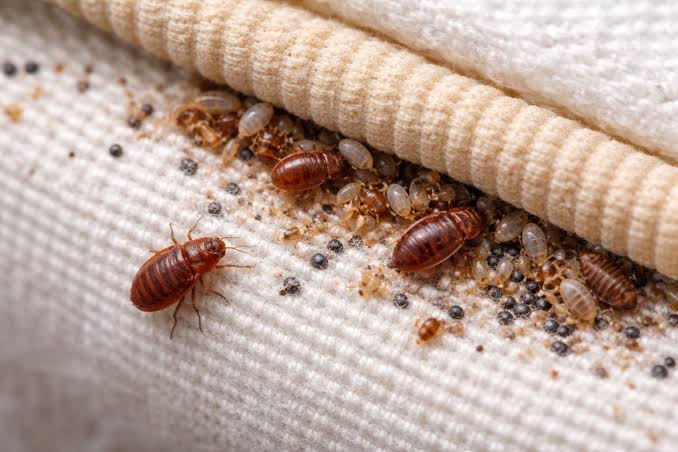 Bed Bug Exterminator in Burnaby | Pest Detective