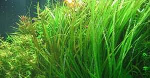 Image result for Blyxa aubertii