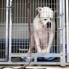 Shelter dog adopted on last day