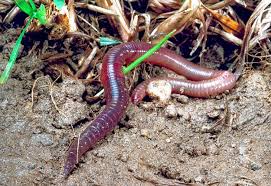 Check spelling or type a new query. Earthworms Aren T The Soil Heroes You Imagine