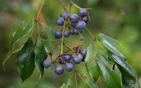 Image result for Cissus glaucophylla