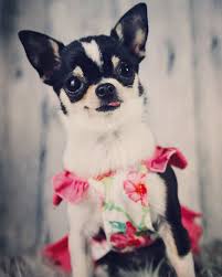 Pin On Nos Chihuahuas