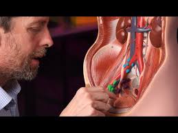 What to Expect if You're Referred to a Gynecologic Oncologist