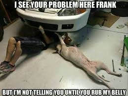 If you love animals and love to laugh, this page is for you see more of funny animal memes on facebook. 45 Funny Animal Memes That Ll Make You Laugh Till You Cry
