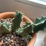 Image result for Orbea melanantha