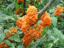 Image result for Urera