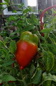 Tomatoes demand lots of fertility once the fruit sets, but too much early in the season will grow a large plant but with fewer tomatoes. My Tomato Plant Has Lots Of Flowers But No Tomatoes Cromalinsupport