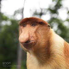 Résultat de recherche d'images pour "nasalis larvatus"