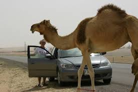 The scientist found that the substances (produced, producing, having produced) were complex. Uae Tourism