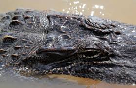 Alligators In The Dallas/Forth Worth Metroplex? – Dfw Urban Wildlife
