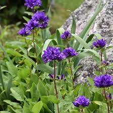 Image result for campanula glomerata