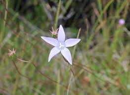 Image result for Wahlenbergia androsacea