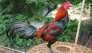 Ini Ciri Ayam Birma Tangguh Dan Kuat Ayam Asli Juara