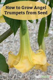 Pin On Savvy Gardening