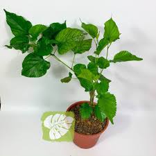 Check spelling or type a new query. Mulberry Tree Sapling Iob Shopee Malaysia