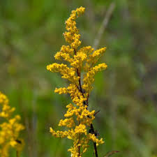 Image result for Solidago