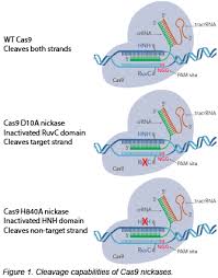 Crispr 101 Cas9 Nickase Design And Homology Directed Repair Dna Technology Directions Blog Resources