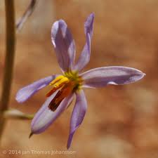 Image result for Tecophilaeaceae