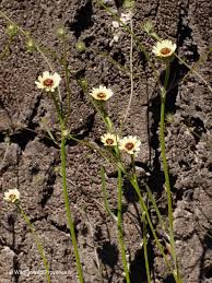 Image result for Tolpis