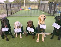 I love happy paws and my furbaby, stark does too. Happy Paws Happypawsorl Twitter