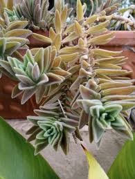 Image result for Aeollanthus parvifolius