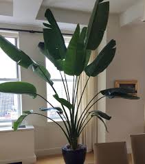 We did not find results for: Ask A Question Forum Indoor White Bird Of Paradise Splitting Browning Leaves Garden Org
