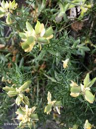 Image result for Genista