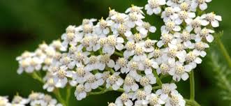 Smaller blooms and less of them is a sign a. 15 Plants That Don T Need Water Groomed Home