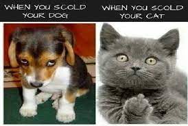 Funny Cat Meme Dog Scold Vs Cat Fridge Magnet 5 X 3 5 Ebay Image Drole Animaux Humour Animaux Blague Animaux