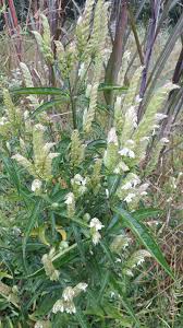 Image result for Acanthopale pubescens